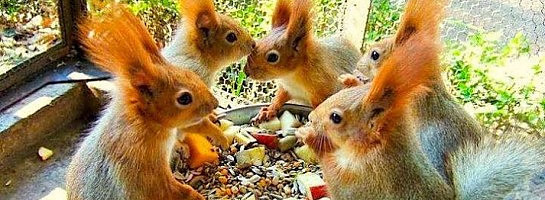 Bumps, Bruises, Squirrels and Success