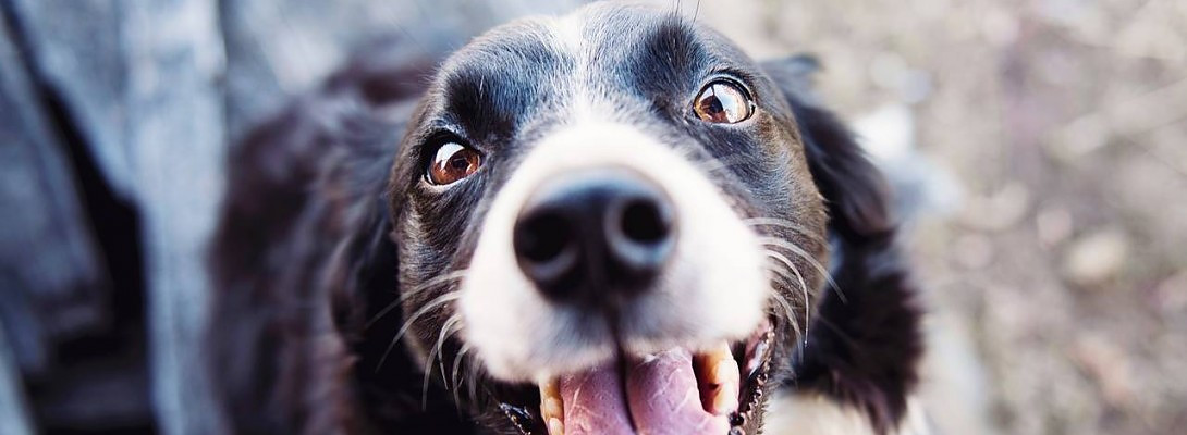 Got my y Pinterest account reinstated - here's how