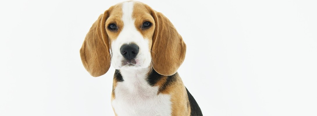 Are you in the DOG or PET niche? Please read