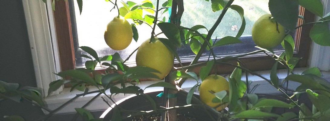 Almost ready to pick!