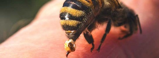 Monthly subscription a bee sting?no complaints just saying