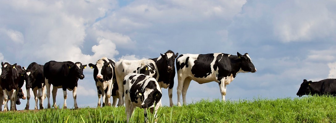 Herd Mentality Explained