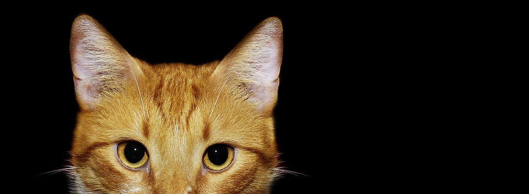 Copying another person comment on the sitecomment is never okay.