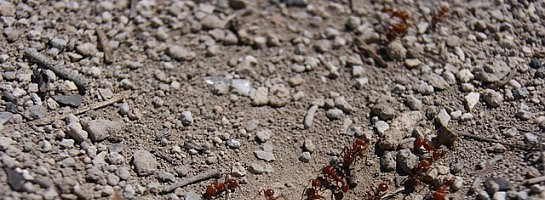 Feeling Like An Ant Right Now.