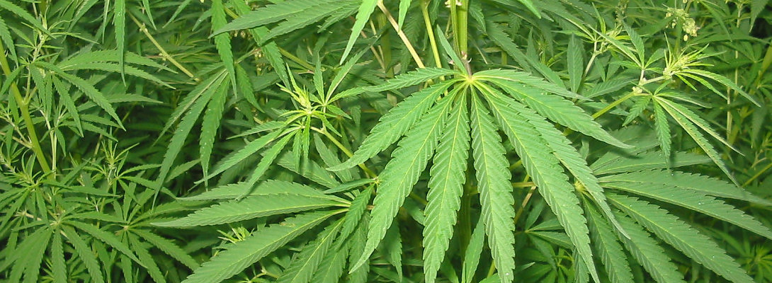 Leasing The-420-Club website
