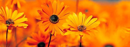 Success comes to all those who need it.