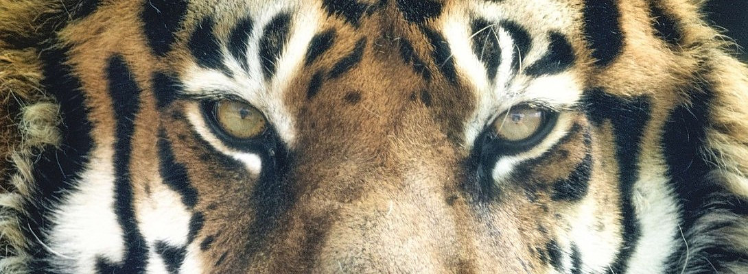 My Eye is on The Prize