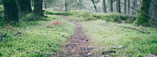 Create your own path - it will lead you.