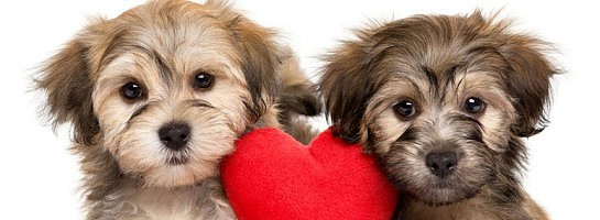 My Journey with Wealthy Affiliate and the Pampered Pooch