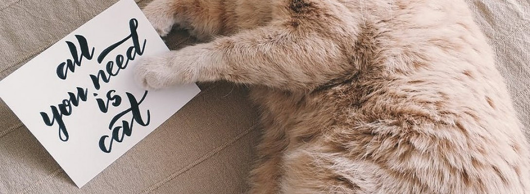 Did You Ever Get A Healing Session By an Animal?