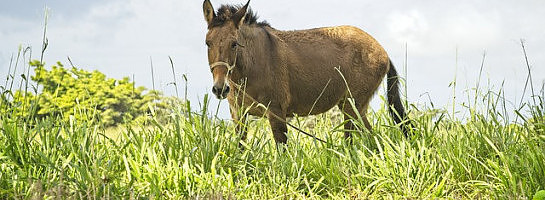 Who Knew Donkeys Would Rank?