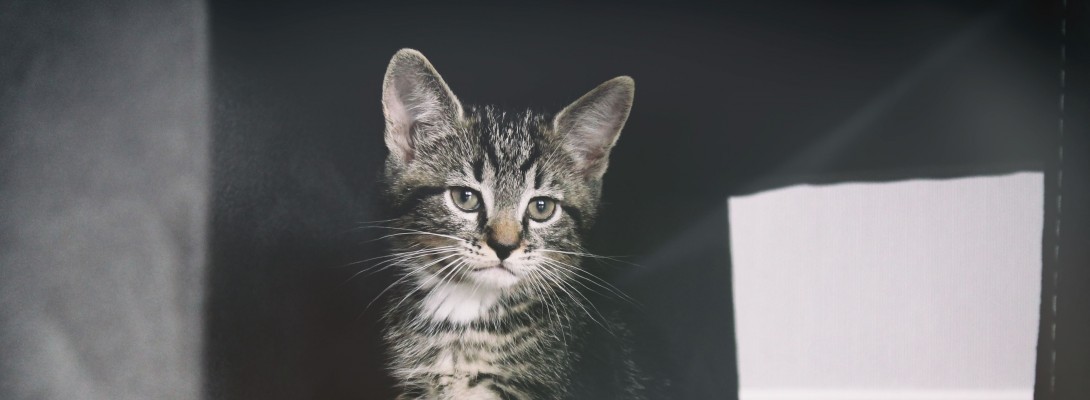 WA Cats Lovers Need Your Help