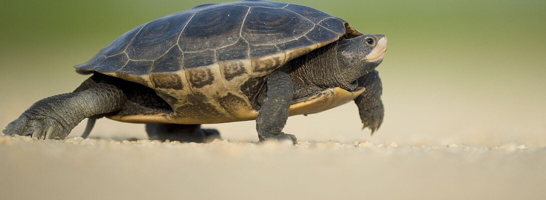 Progress May Be Slow, But Stagnation Guarantees Failure