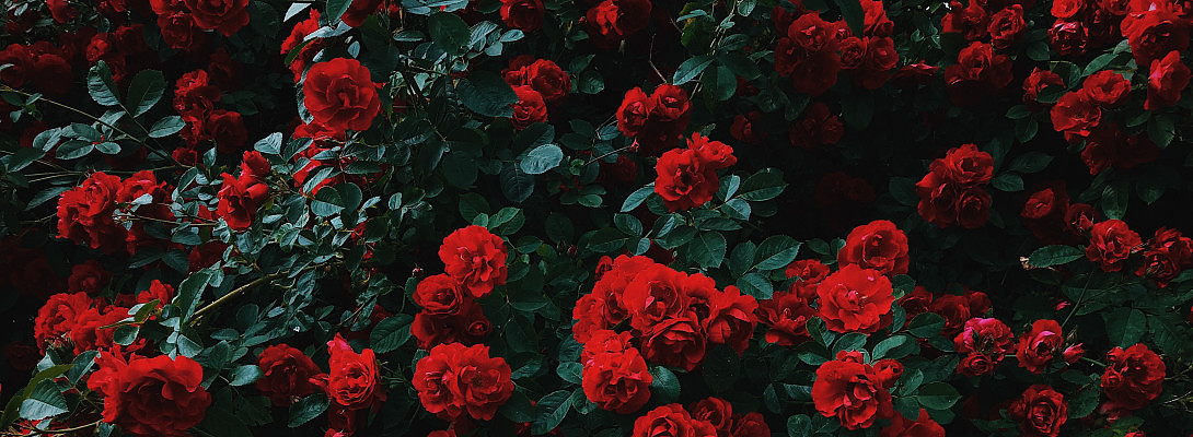 Don't Forget the Roses