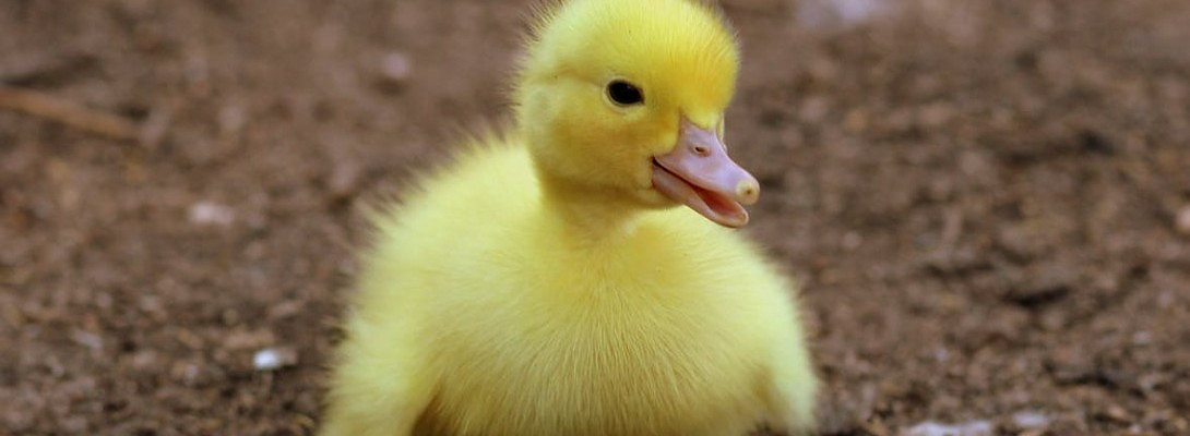 Step by Step Training