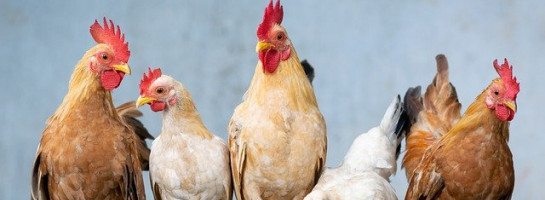 Grammar101: Lie and Lay