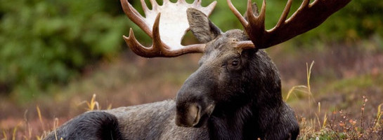 Grammar 101: Loose and Lose