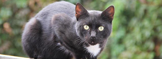 Grammar 101: i.e. and e.g.