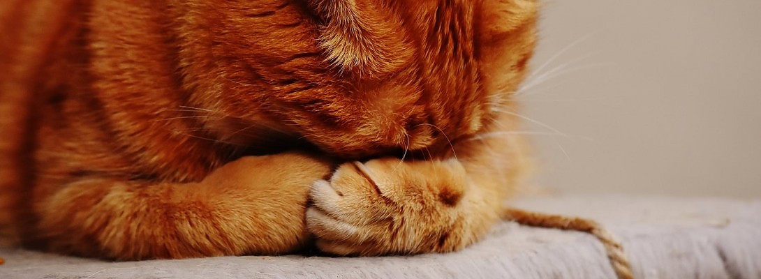 Site Comments: Stop the Faking