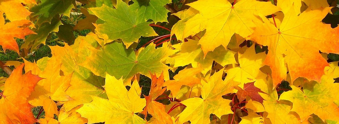 November Progress Report