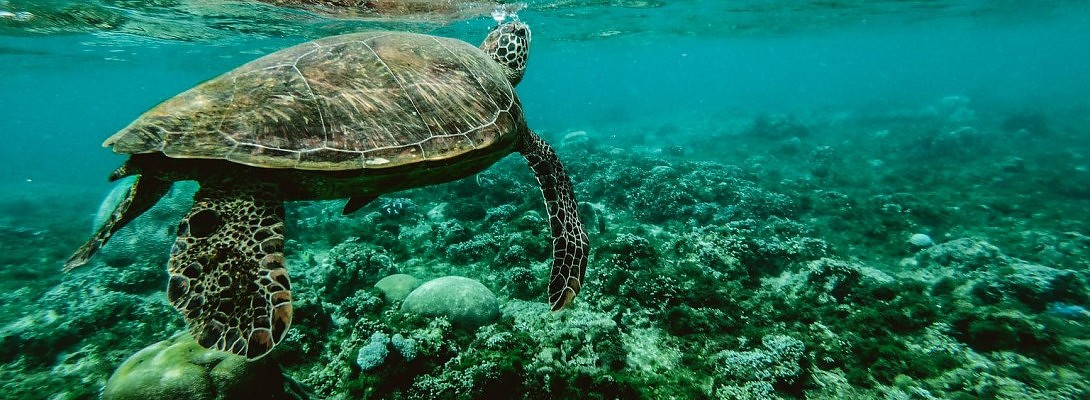 Moving Forward like Mr. Turtle.But I am Moving!