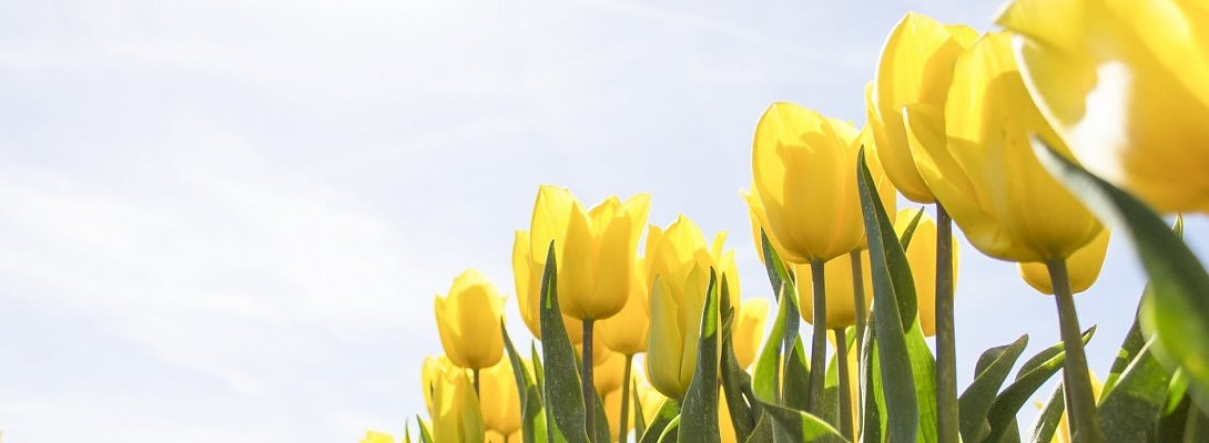 As spring come early