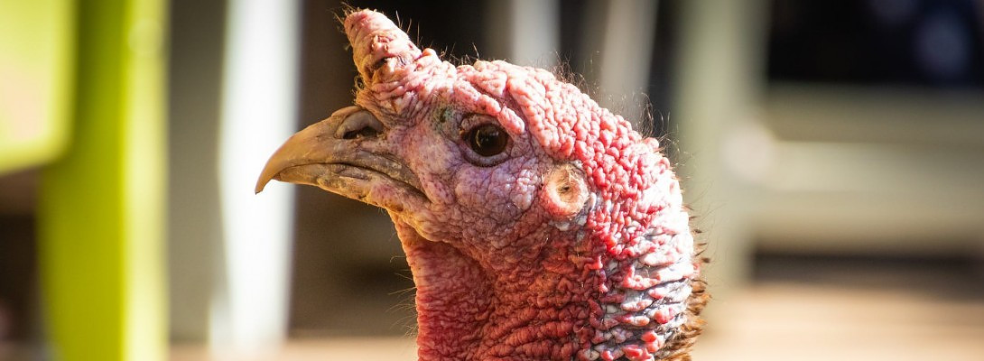 Happy Thanksgiving & Black Friday!