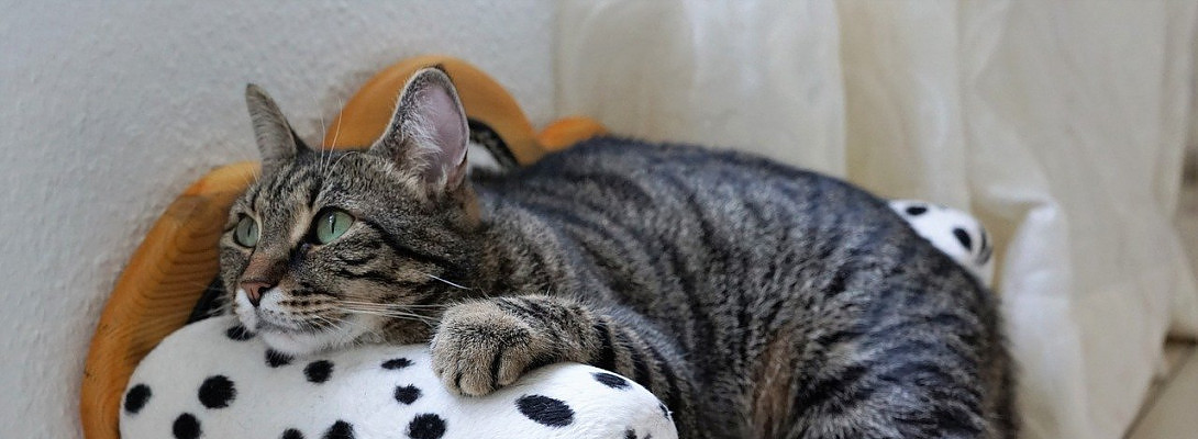 Feeling Burnt Out? Lost That Drive For Success Online?