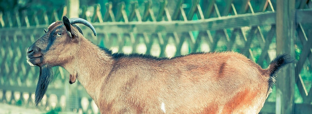 Boks have done it again