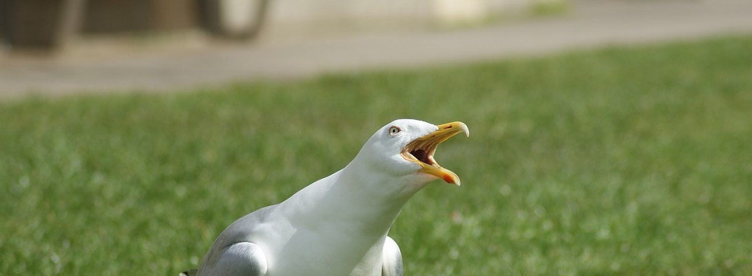 My Struggle With Finding My Audience