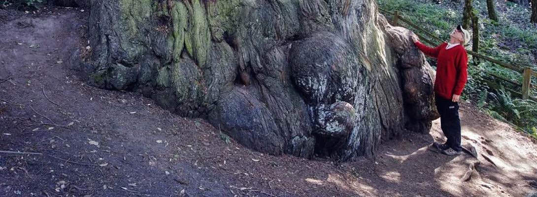 How To Succeed At WA - Be The Methuselah Tree