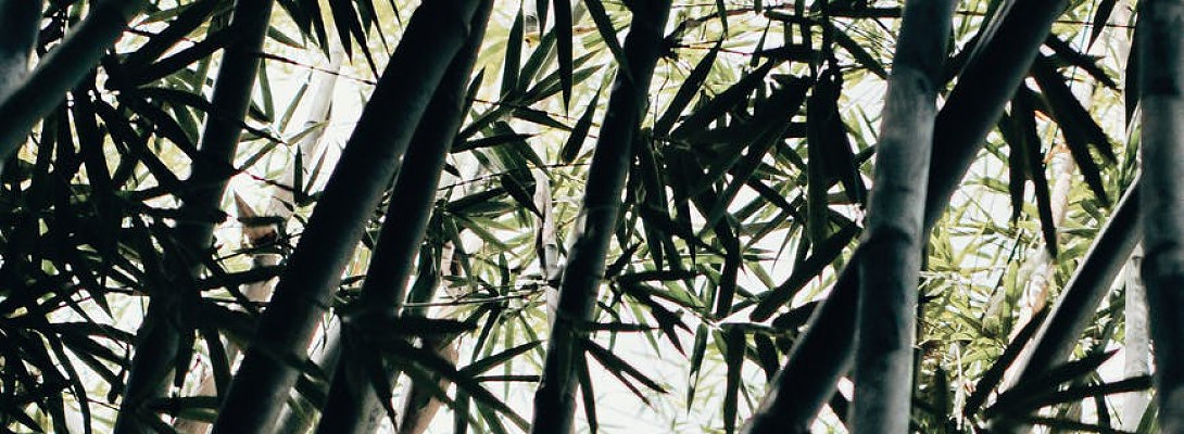 Bamboo:This Plant Takes 5 years to Start Growing