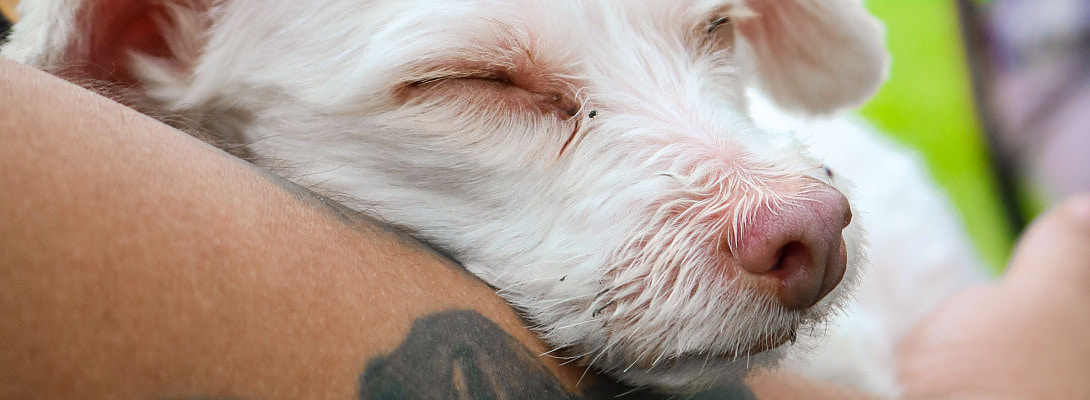 Unconditional love from man"s best friend