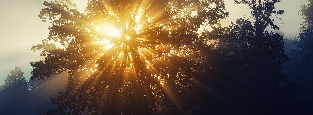 15 minutes of sunlight is good for you
