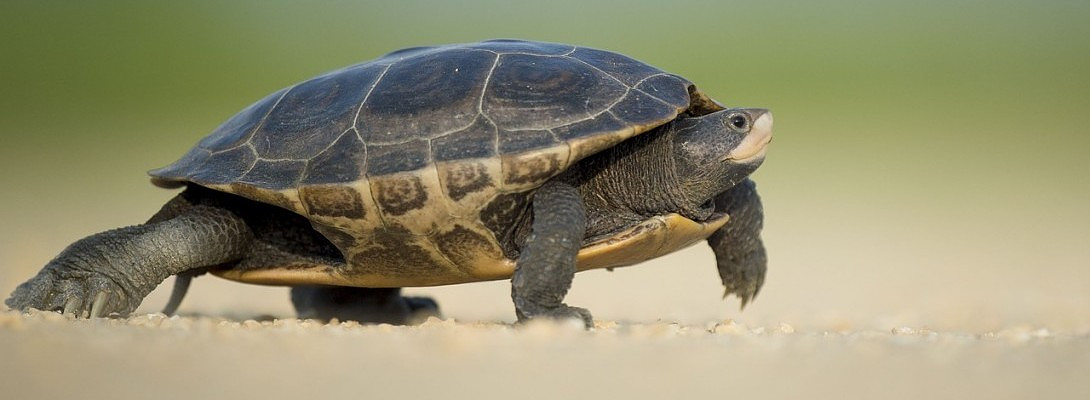 Slow and Steady, Gets the Job Done? I Hope So.