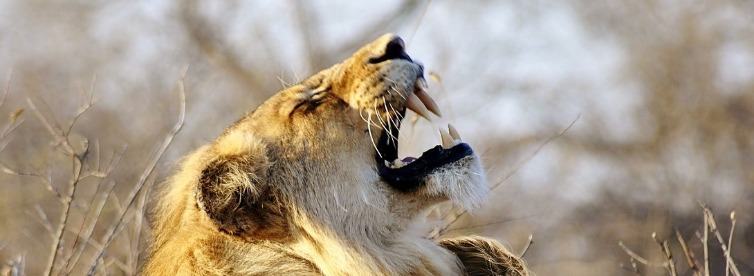 we let the wast danger Animals carring more about humans then we DO