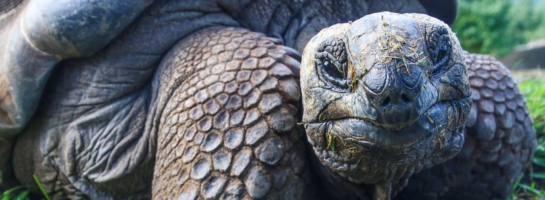 I am The Tortoise