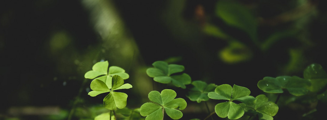 Embedding video advise needed