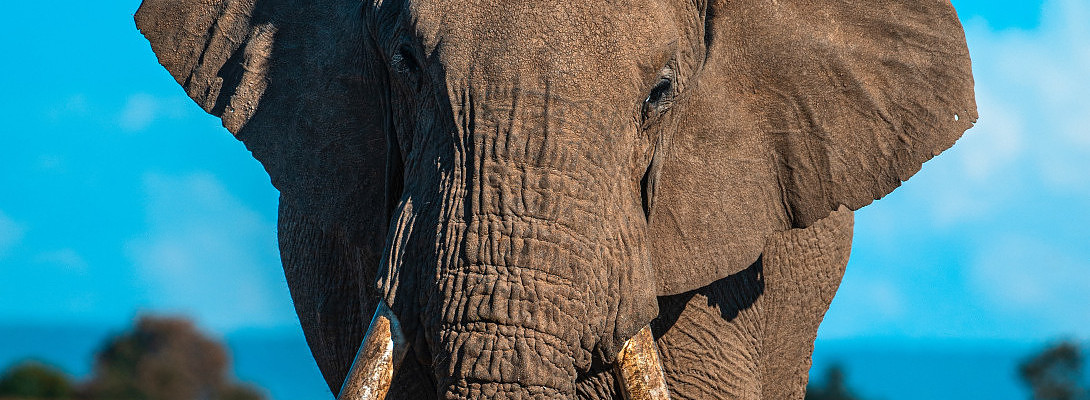 The elephant in the room