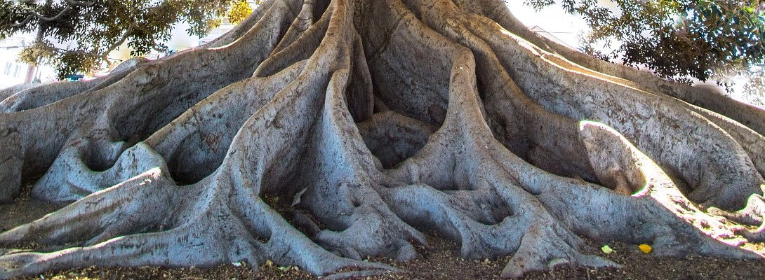 Roots not fruits (the magic of beliefs)