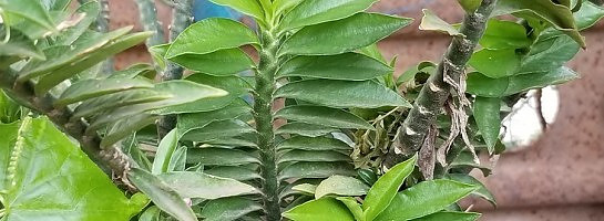 What is WA doing to inspire