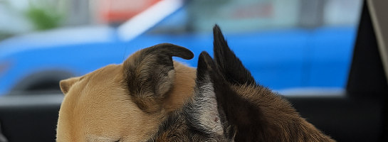 What Pet Parenting Really Looks Like (Hint: It’s Not the Selfies)