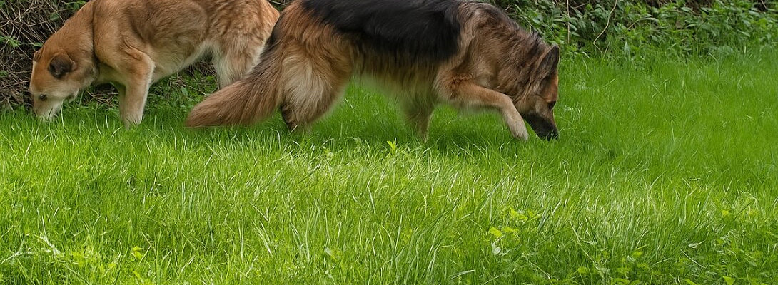 WA From the Twilight Zone (With a Dog in the Passenger Seat)