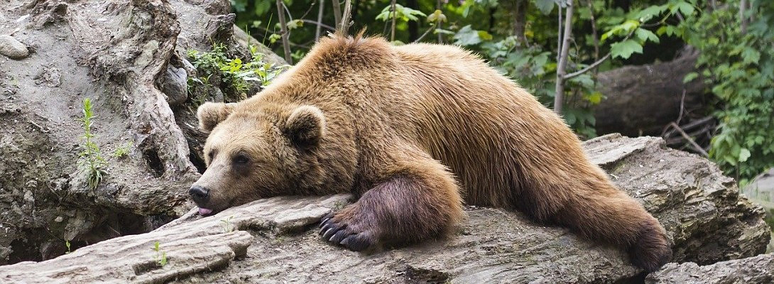 The Hibernation Season (or I lined my cave with to-do lists)