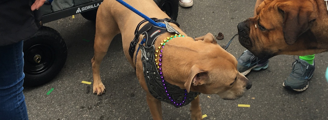 A Birthday Celebration in New Orleans During Barkus