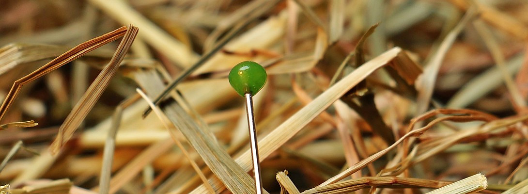 Searching in the Search Console