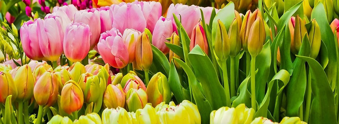 The WA training is lifelong training