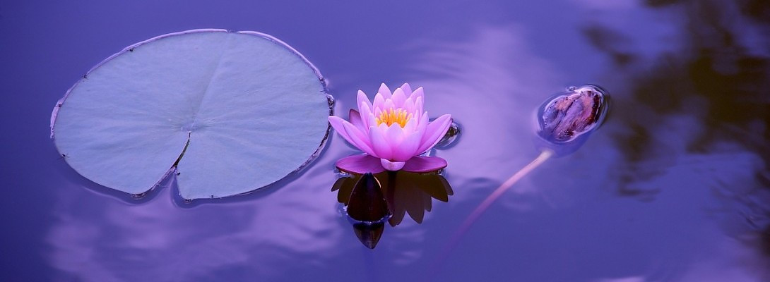 Upgrade to Yearly Subscription Member Fee