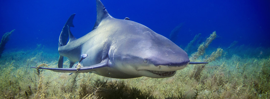 How big of a shark are you?