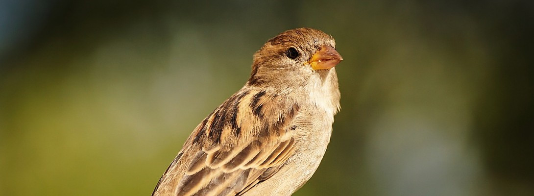 Sparrow and the Robin